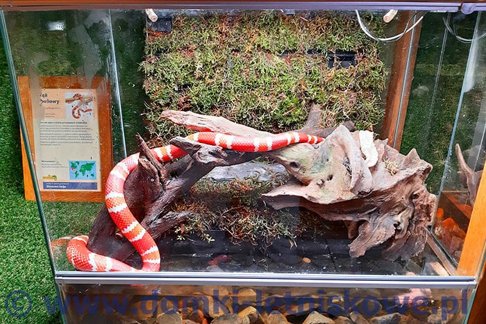 Wąż w Zoo w Tuchlinie